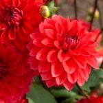 Bulbes à fleurs à planter au printemps - Dahlia Décoratif nain Heatwave (x1) - face recto